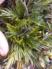 Aciphylla divisa