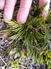 Aciphylla divisa