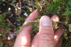 Jamesbrittenia microphylla