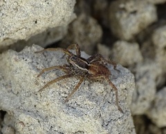 Pardosa monticola