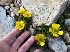 Ranunculus sericophyllus