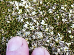 Hectorella caespitosa