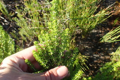 Aspalathus subtingens