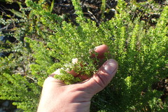 Aspalathus subtingens