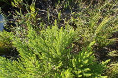 Aspalathus subtingens