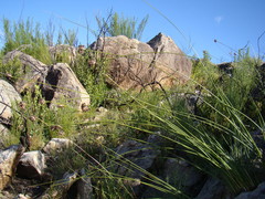 Bobartia orientalis orientalis