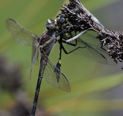 Petalura litorea