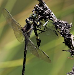 Petalura litorea