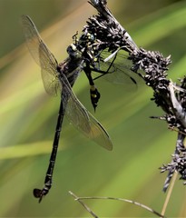 Petalura litorea