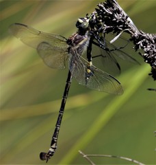 Petalura litorea