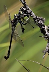 Petalura litorea