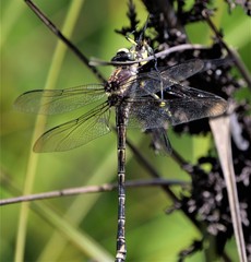 Petalura litorea