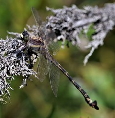 Petalura litorea