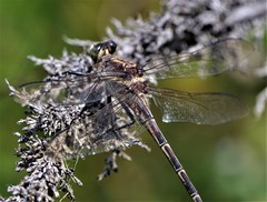 Petalura litorea
