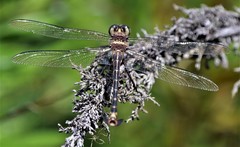 Petalura litorea