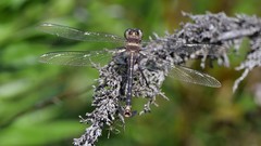 Petalura litorea
