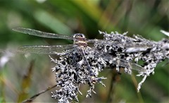 Petalura litorea