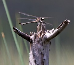 Petalura litorea
