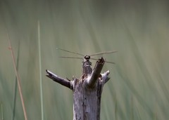 Petalura litorea