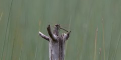 Petalura litorea