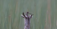 Petalura litorea