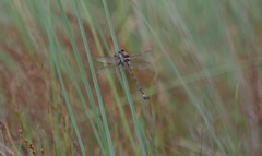 Petalura litorea
