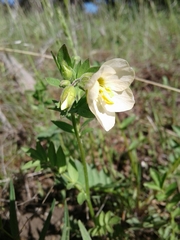 Polemonium carneum