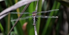 Petalura litorea