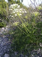 Laserpitium gallicum