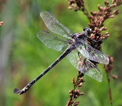 Petalura litorea