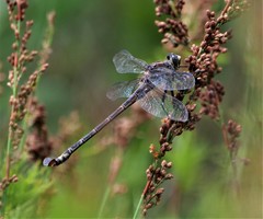 Petalura litorea
