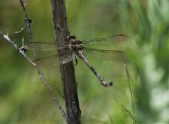 Petalura litorea