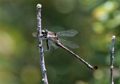 Petalura litorea