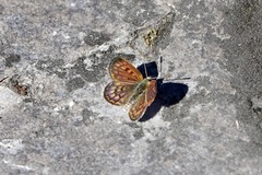 Lycaena boldenarum