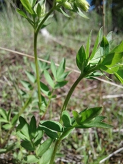 Polemonium carneum