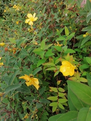 Hypericum patulum