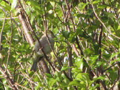 Zosterops lateralis chloronotus