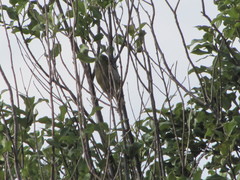 Zosterops lateralis chloronotus