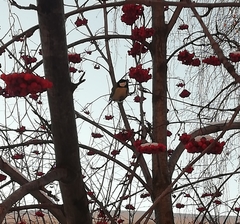 Parus major