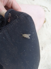 Ectenopsis mackerrasi