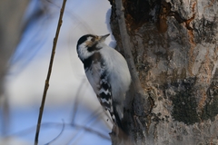 Dryobates minor kamtschatkensis