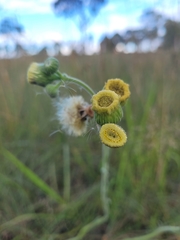 Erigeron primulifolius