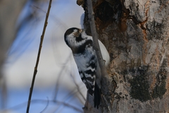 Dryobates minor kamtschatkensis