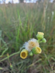 Erigeron primulifolius