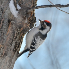 Dryobates minor kamtschatkensis