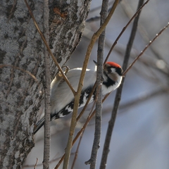 Dryobates minor kamtschatkensis