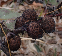 Apiomorpha strombylosa