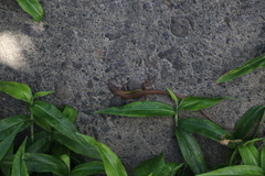 Takydromus formosanus