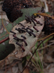 Apiomorpha strombylosa