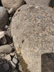 Neocicindela tuberculata